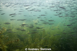 perch hunt... by Rostislav Štefánek 